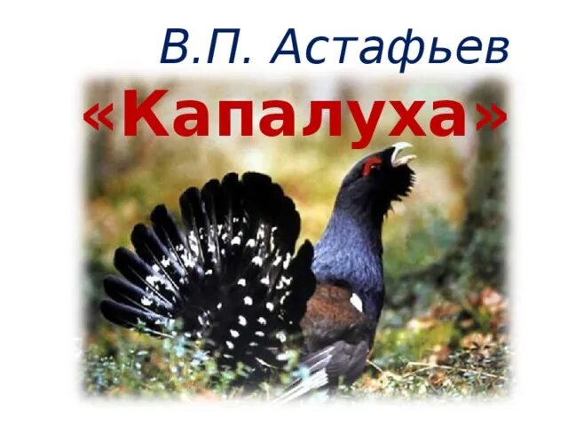 В п астафьев капалуха 3 класс. В.П.Астафьев капалух. В.П. Астафьева «Капалуха».