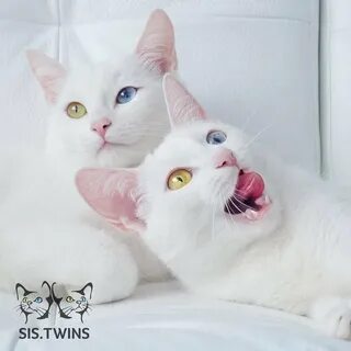 Cat sisters