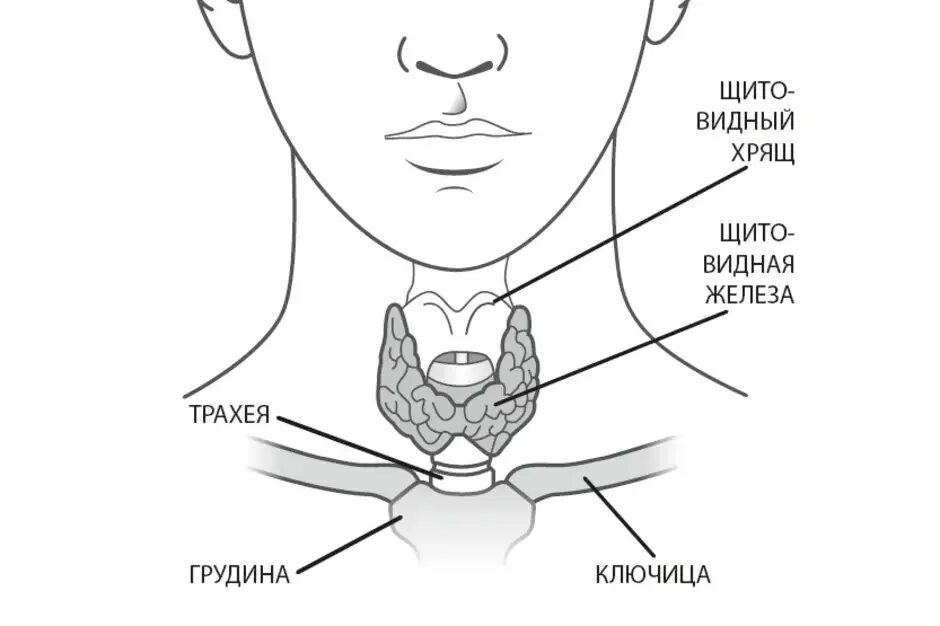 В какой полости расположена щитовидная железа. Щитовидная железа схема расположения. Пирамидальный отросток щитовидной железы. Расположение щитовидной железы у женщин схема. Расположение щитовидной железы у человека анатомия.