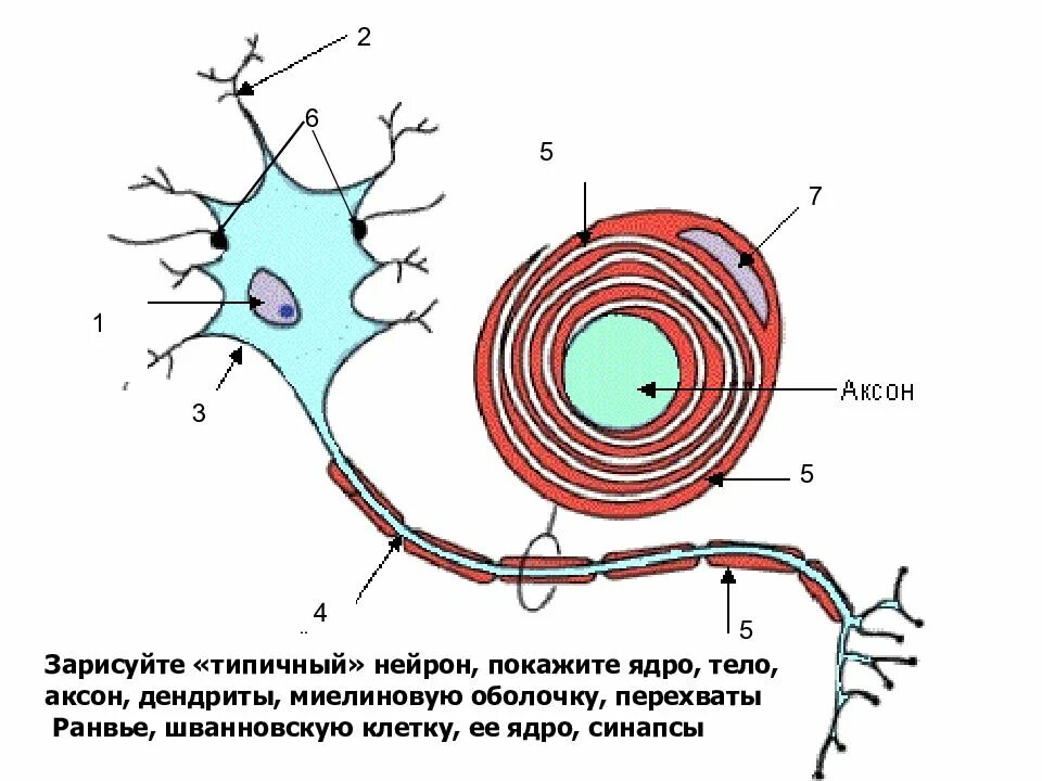 На рисунке изображена нервная клетка