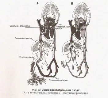 Круги кровообращения внутриутробно