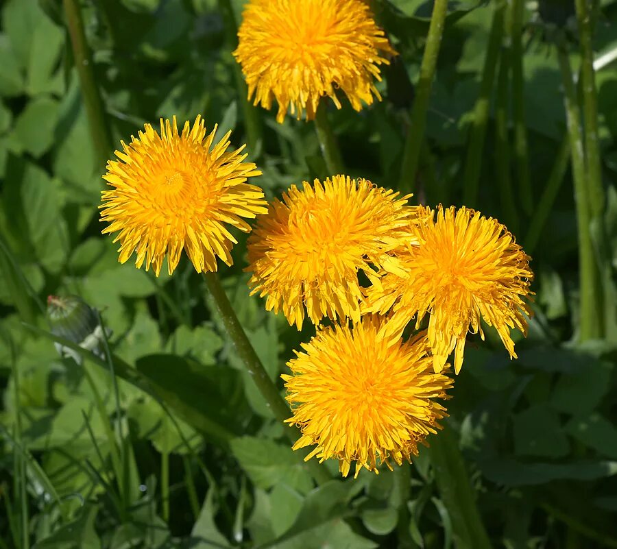 Одуванчик лекарственный – Taraxacum officinale. Одуванчик полевой обыкновенный. Кульбаба обыкновенная. Одуванчик обыкновенный и лекарственный.