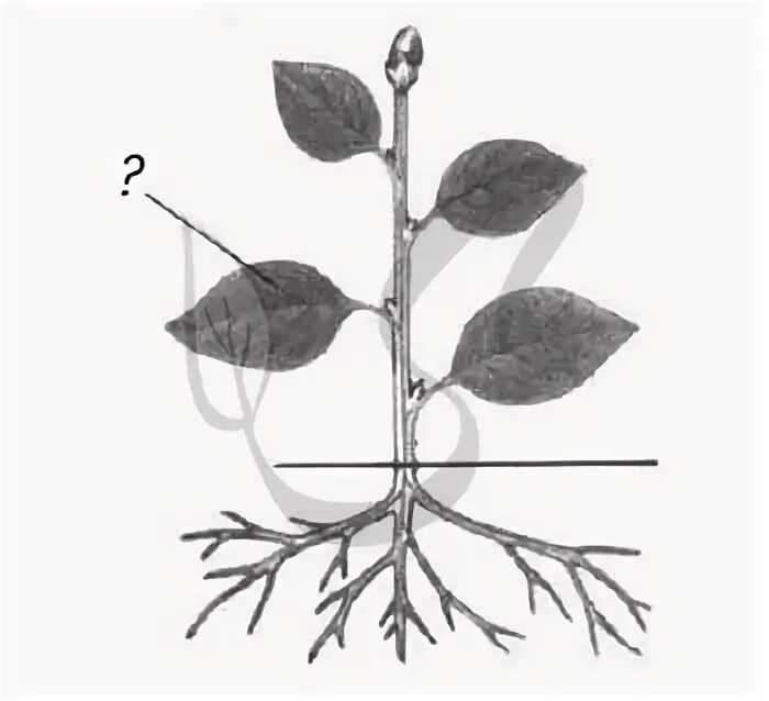 Какие органы растений обозначены на рисунке. Вегетативные органы растений. Лист ЕГЭ биология. ЕГЭ листы с заданиями. Тест по биологии 6 органы растений