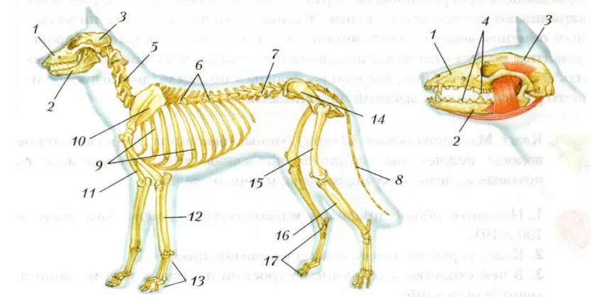Скелет млекопитающего 7 класс биология. Опорно двигательная система скелет собаки. Костная система млекопитающих. Скелет млекопитающих 7 класс Константинов. Внутреннее строение млекопитающих скелет