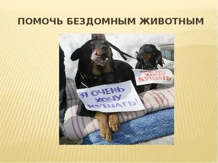 Почему важно помогать бездомным животным
