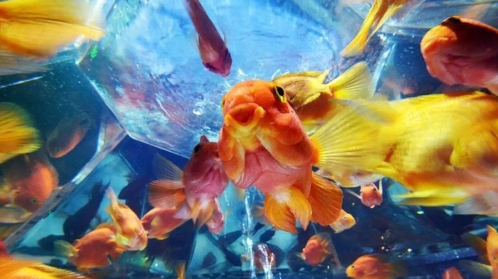 Рыбки плавают в аквариуме. Выставочные золотые рыбки. Рыбки экскурсии. Выставка «Золотая рыбка». Маленькие рыбки плавают в аквариуме любопытный