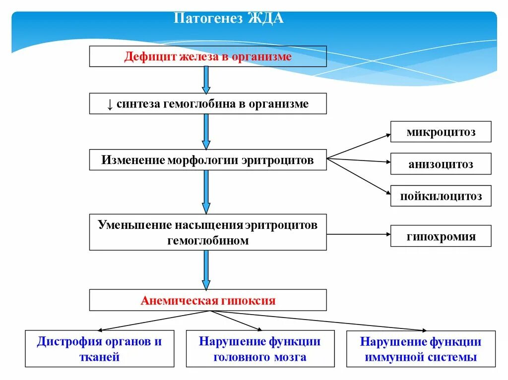 Генез анемии. Патогенез железодефицитной анемии. схема патогенеза анемий. патогенез дефицитных анемий. механизм развития жда.