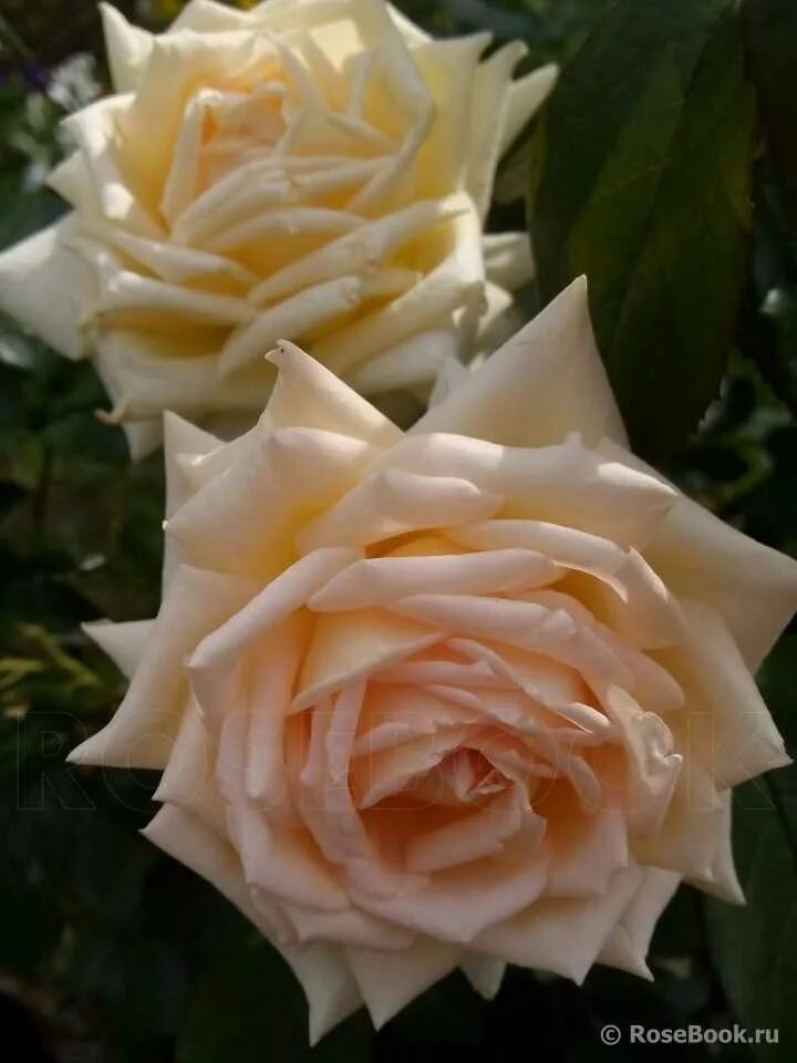 роза ванилла парфюм. описание розы ванилла. роза ванилла твист. роза флорибунда ванилла. роза чайно гибридная ванилла скай.