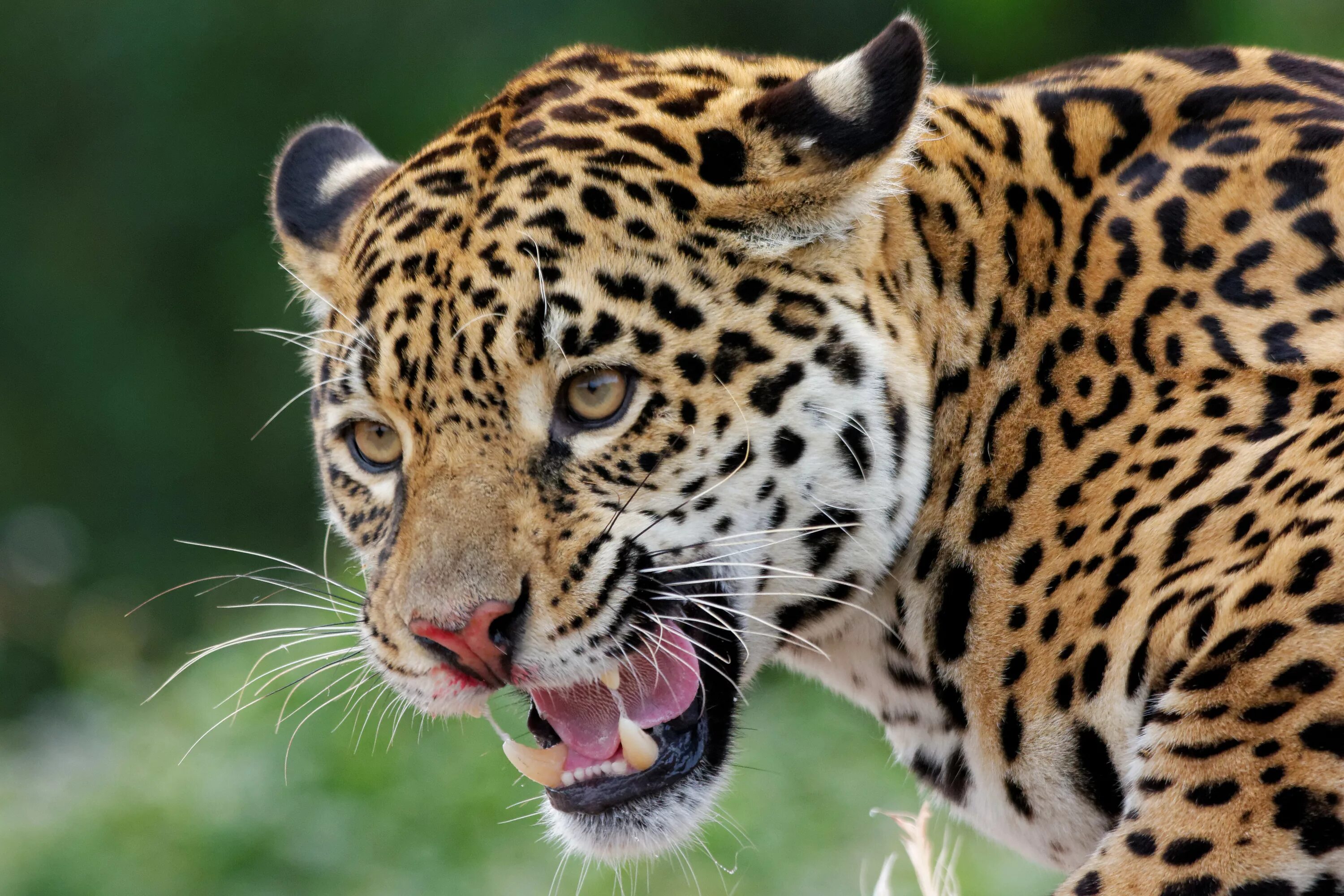 Переднеазиатский леопард. Ягуар животное. Пятнистый Ягуар. Хищные животные Ягуар. Predator animals