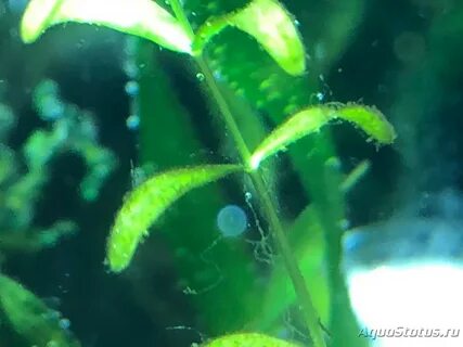 Сине зеленые водоросли в аквариуме как избавиться