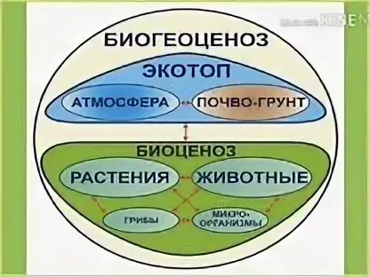 Экосистемы 11 класс биология конспект. Биогеоценоз. Экосистема и биогеоценоз. Сообщество это в биологии. Биоценоз и экосистема.