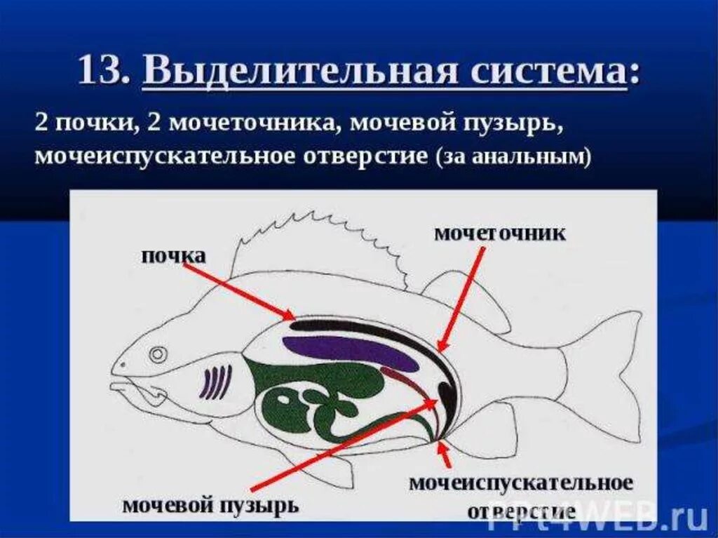 Почки у рыб и земноводных. Выделительная система система рыб. строение выделительной системы костных рыб. строение выделительной системы костных рфб. типы выделительных систем у рыб.