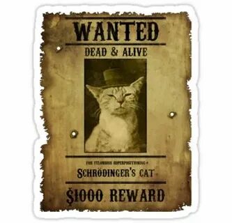 Wanted cat