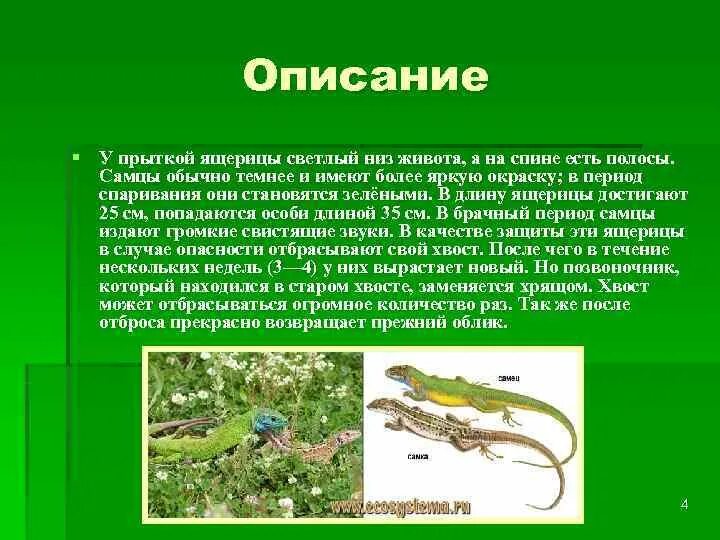 Как происходит размножение ящериц. Прыткая ящерица интересные факты. Описание ящерицы. Особенности прыткой ящерицы. Сообщение о прыткой ящерице.