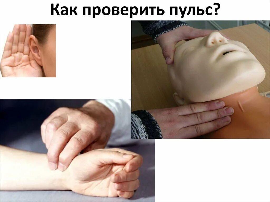 Как проверить пульс. Как проверить пульс
