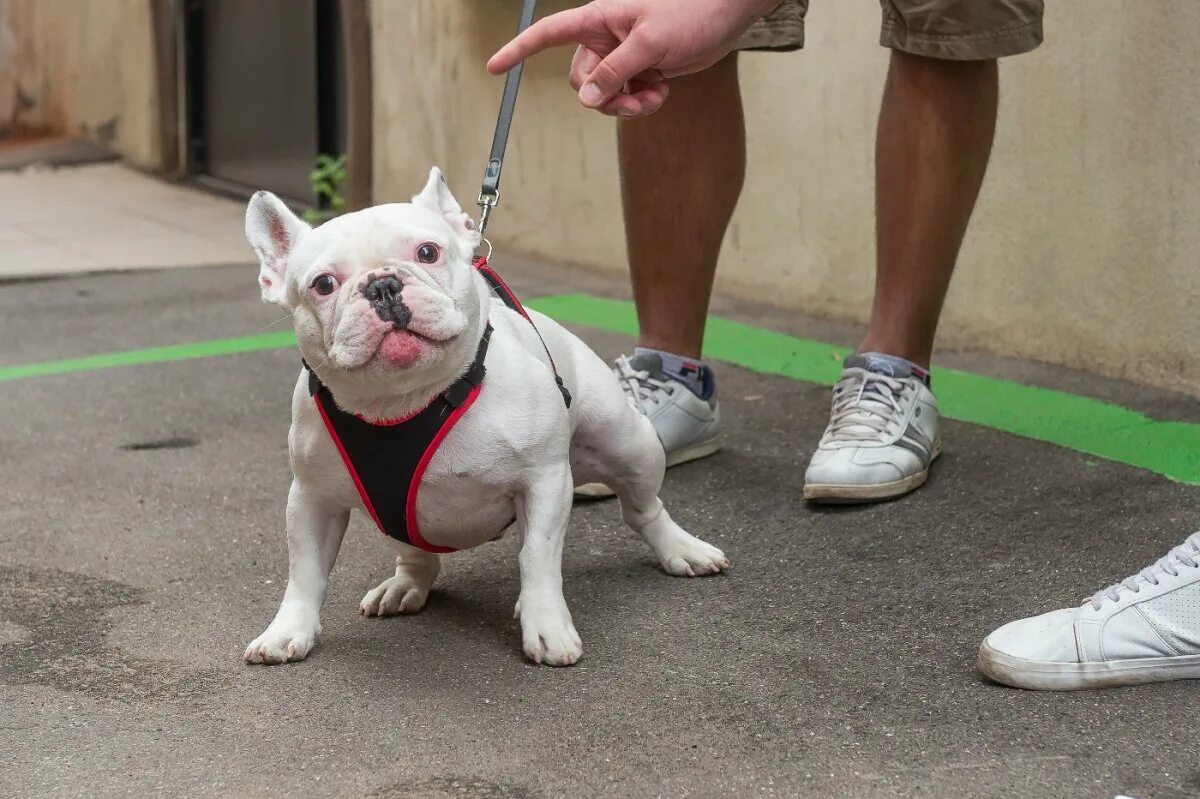 Купированный французский бульдог. Бульдог на прогулке. Французский бульдог квазимодо. Французский бульдог стройный. Флаффи бульдог.