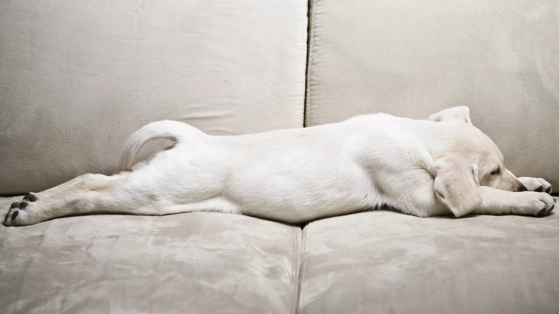 Собака лежит у двери. Лабрадор. Собака золотистый ретривер. Собака лежит на коврике. Собака лежит пол.