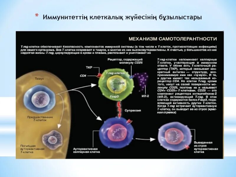 Которые выводят из клеток