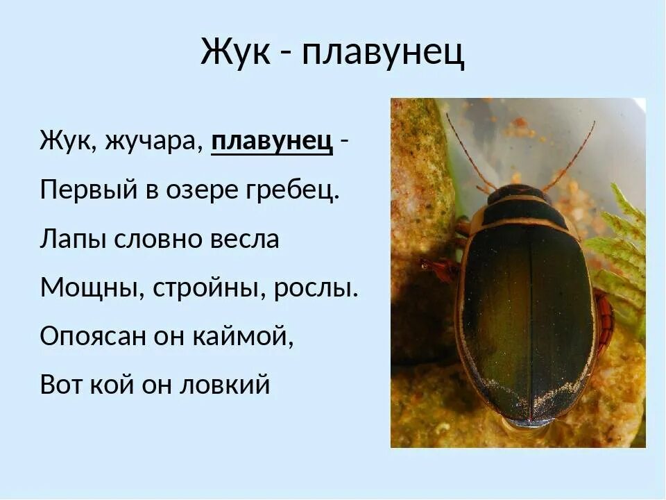Жук плавунец в экосистеме