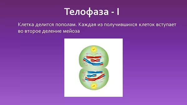 Телофаза 1. Мейоз 1 телофаза 1. Фазы мейоза. Телофаза мейоза.