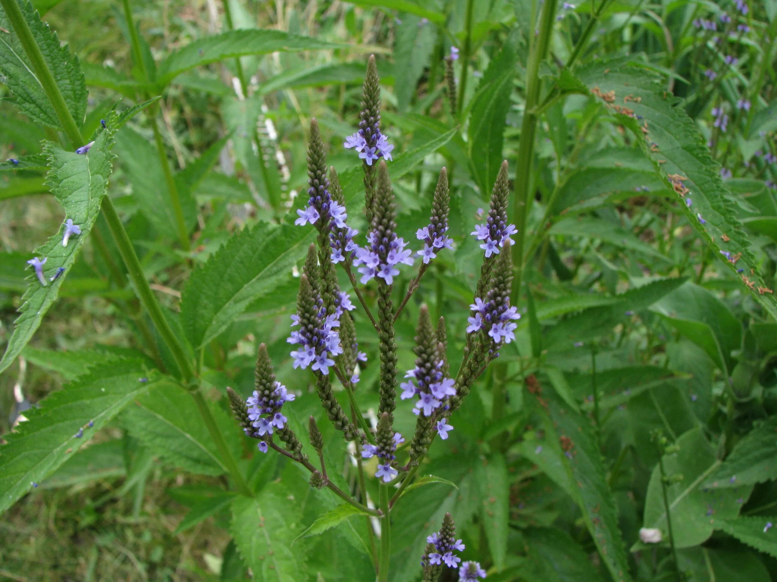 Verbena officinalis. Вербена синяя копьевидная. Вербена шерстистая. Вербена хастата. Пах вербены