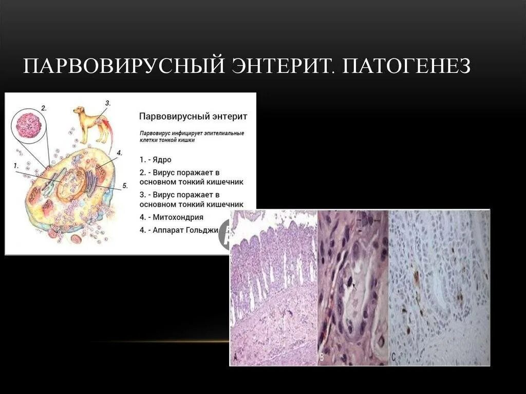 Парвовирусный (геморрагический) энтерит. Парвовирусный (геморрагический) энтерит. Парвовирусный энтерит. Парвовирусный энтерит собак. Парвовирусный энтерит заражения.