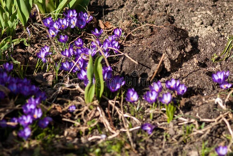 Крокус как выглядит после пожара. Крокус после цветения в открытом грунте. Крокусы после периода цветения. Листья крокусов после цветения фото.