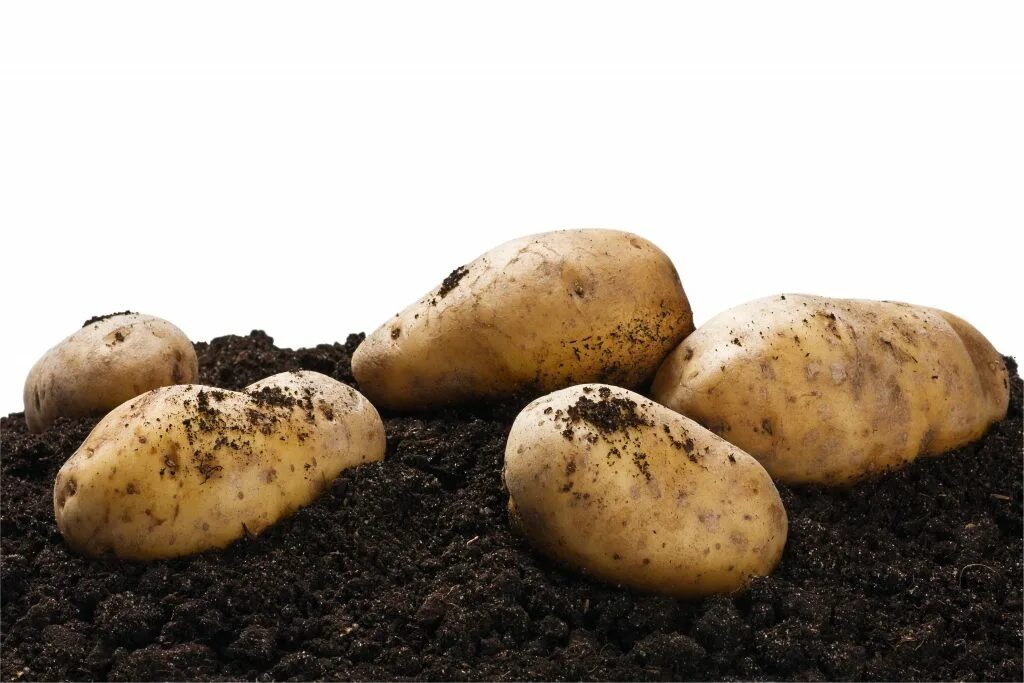 Картофель черноземья. Сорт картофеля голубизна. Сорт картофеля Импала. Сорта картофеля для Черноземья Курская область. Картофель для центрального Черноземья.