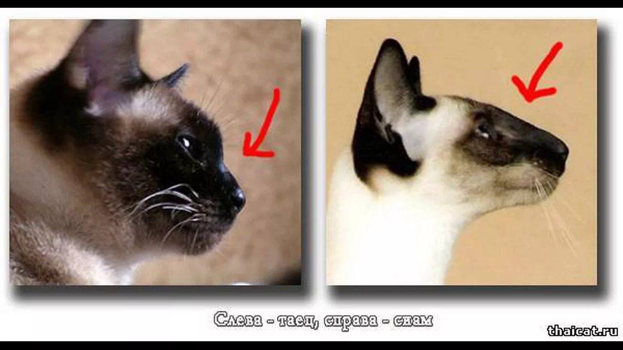 Порода кошек Сиамская и тайская. Отличия тайской кошки от сиамской. Сиамская и тайская кошка. Тайская кошка и Сиамская кошка отличия.