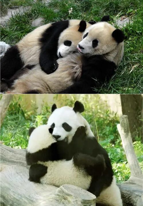 Включи новую панду. Панда обнимает. Панды обнимаются. Панда обнимашки. Объятия панды.