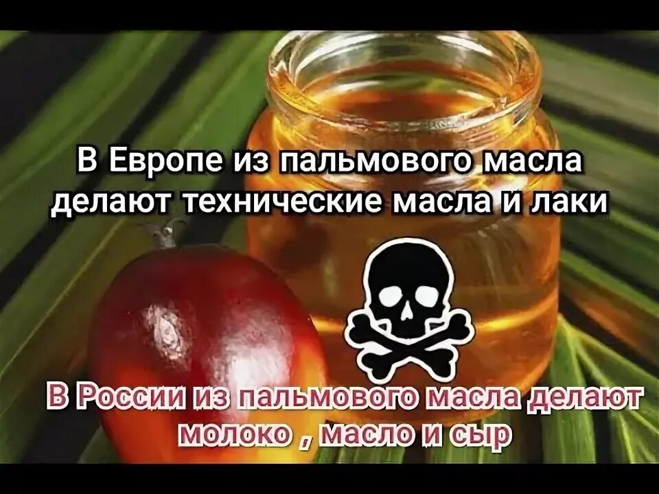 Налог на пальмовое масло. Пальмовое масло индонезия. Сбор плодов масличной пальмы. Налог на пальмовое масло. Продукты с пальмовым маслом.