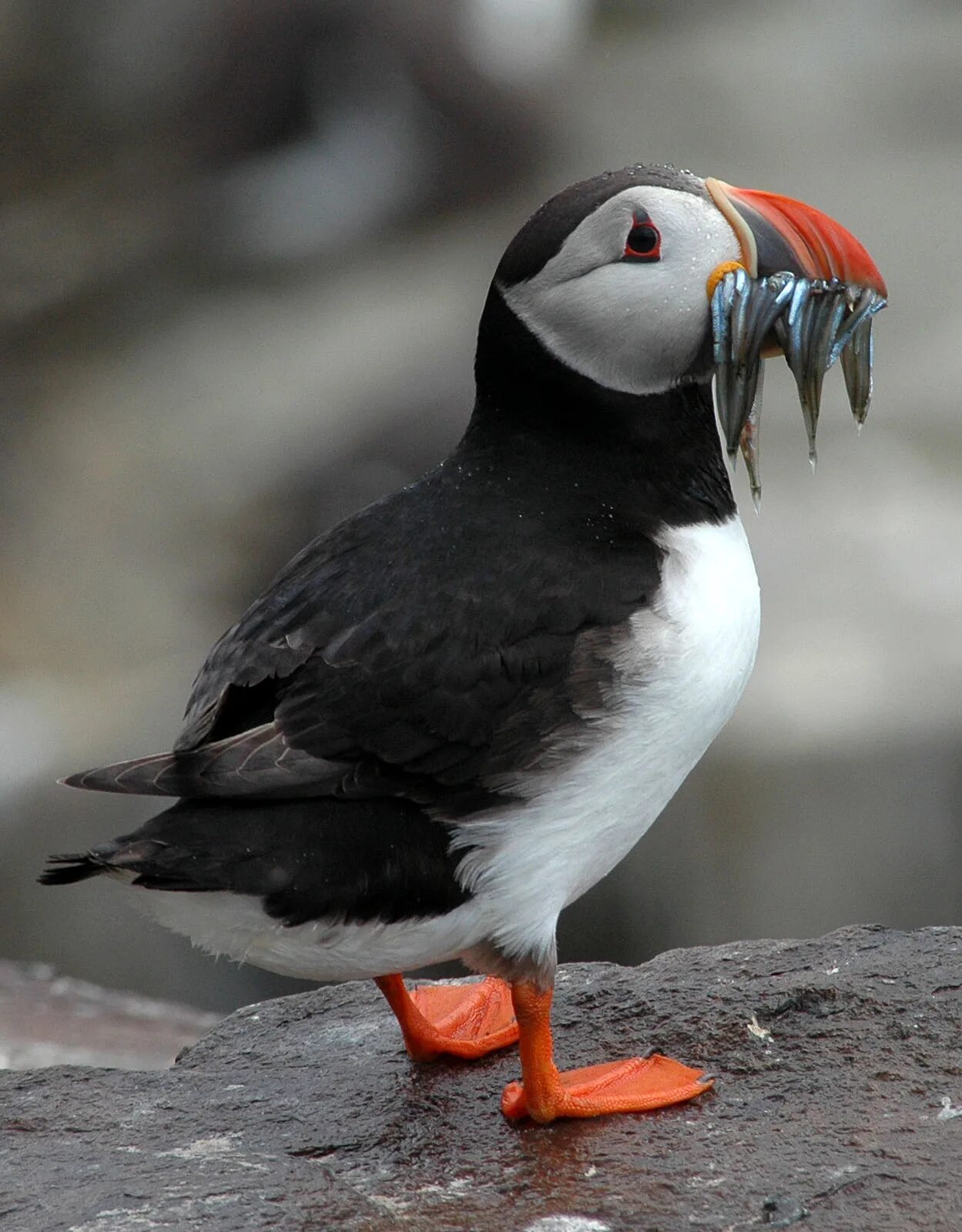 American birds. Атлантический тупик. Атлантический тупик птица. Atlantic Puffin. Красивый тупик.