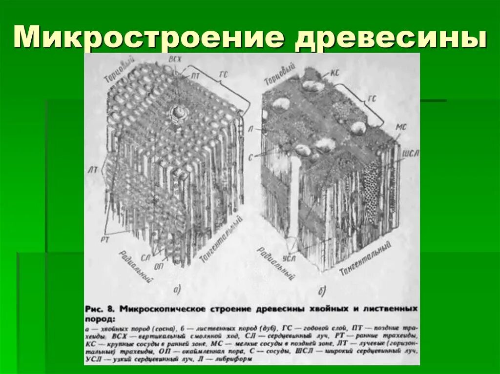 Запасающие клетки древесины. Макроскопическое строение древесины хвойных пород. макроскопическое строение древесины лиственных пород.. микроскопическое строение древесины лиственных пород. микростроение древесины лиственных пород.