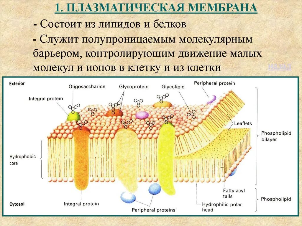 Каково строение функции клеточной мембраны. Структура клетки плазматическая мембрана. структура плазматической мембраны. плазматическая мембрана плазмалемма строение. 12. плазматическая мембрана клетки: строение и функции..