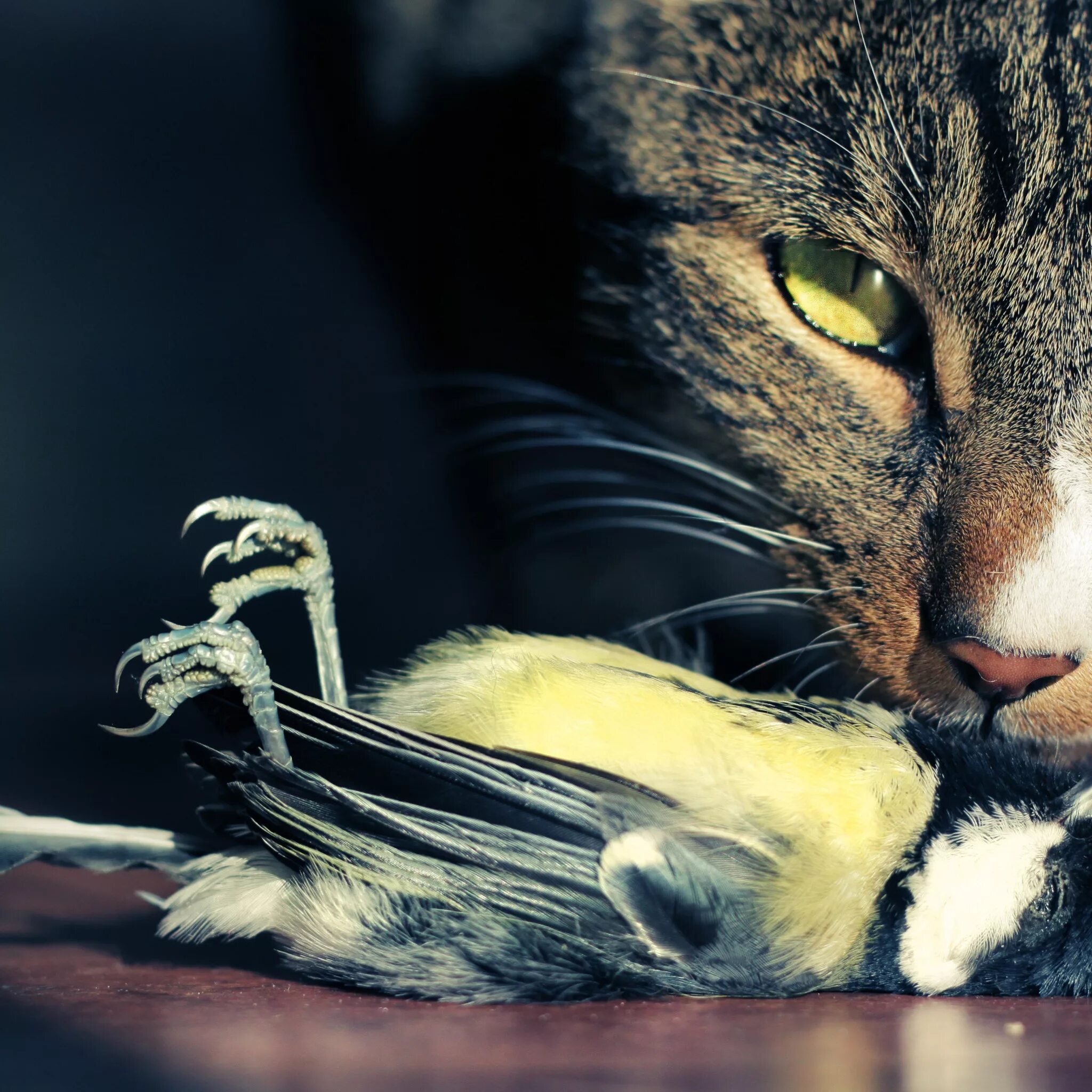 Cat org