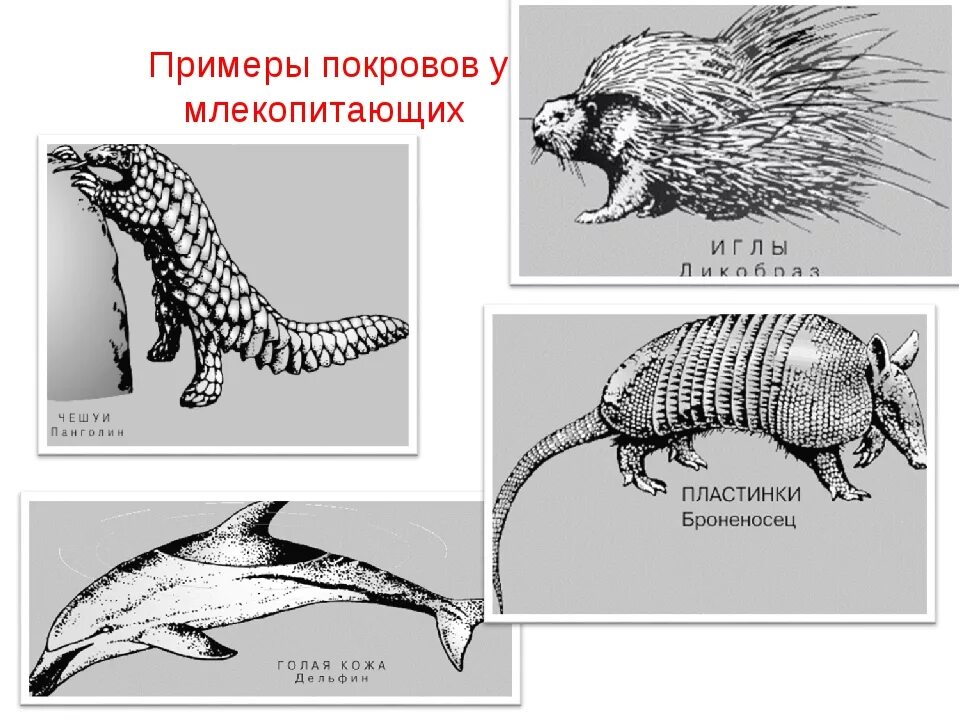 Какой кожный покров у млекопитающих. Покровы тела млекопитающих. Кожный Покров млекопитающих. Млекопитающие примеры. Строение кожного Покрова млекопитающих.