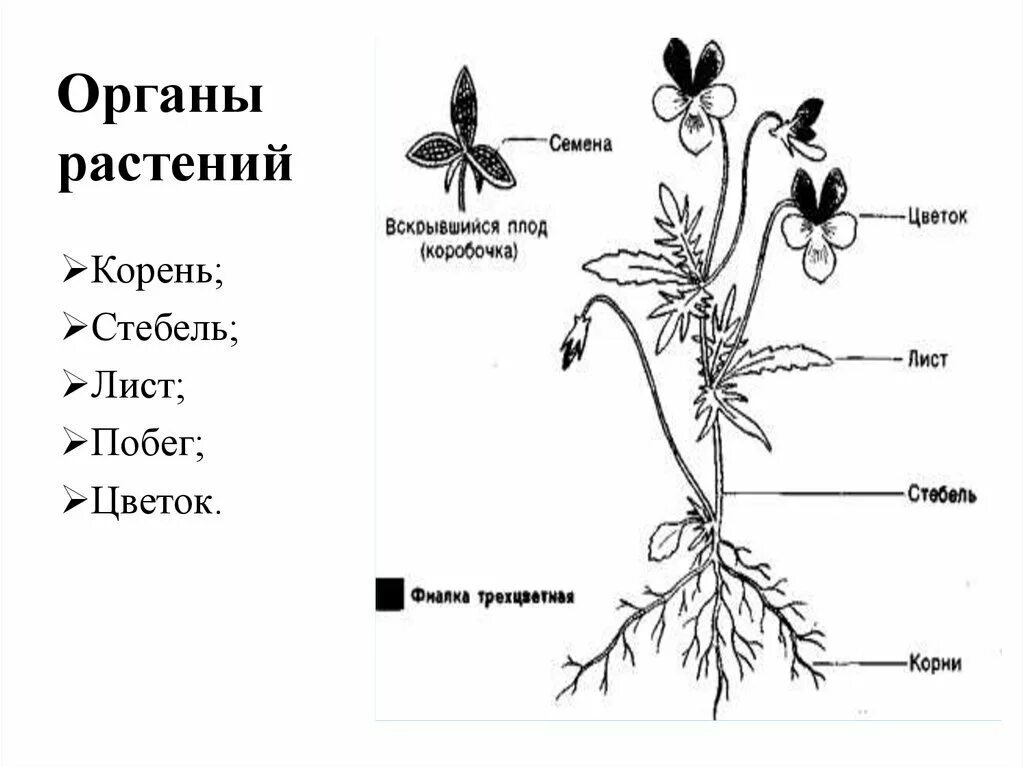 Вегетативные органы цветковых растений. Органы цветковых растений стебель. Вегетативные органы цветковых растений строение. Строение цветковых растений схема.