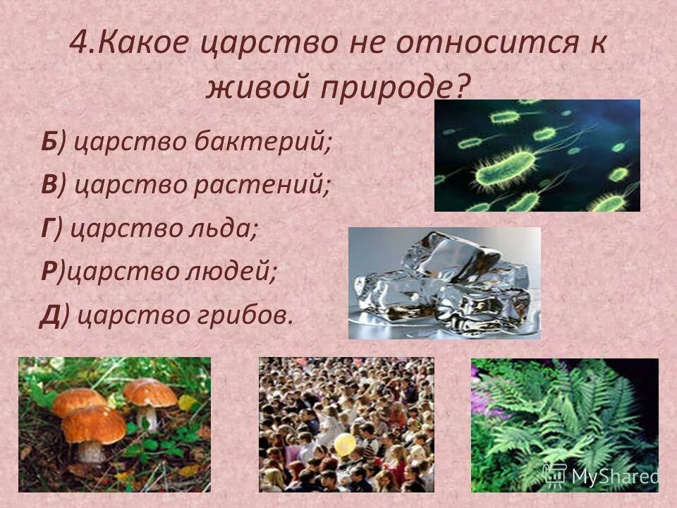 Что относится к царству живой природы. Царство бактерий и грибов. К царствам природы относятся. К царствам природы не относятся. Сколько на земле существует царств