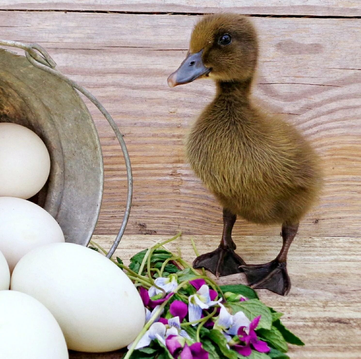 Сколько дней сидит гусыня на яйцах. Утки хаки Кемпбелл. Утки хаки Кемпбелл яйцо. Инкубационное яйцо индоутки.