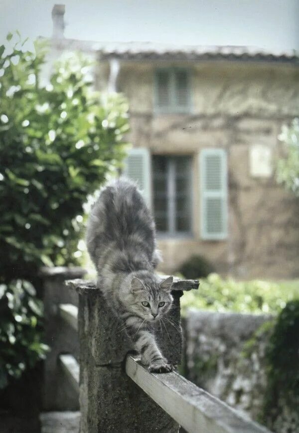 French cat. Травел кот. Garden Cat картина. Cat in French.