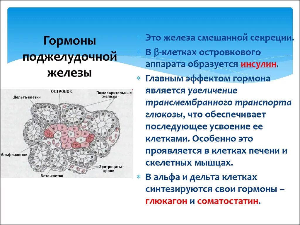 Секреторные б клетки. Альфа клетки поджелудочной железы вырабатывают гормон. Альфа клетки поджелудочной железы синтезируют. Альфа клетками поджелудочной железы вырабатывается гормон. Альфа и бета клетки островков Лангерганса.