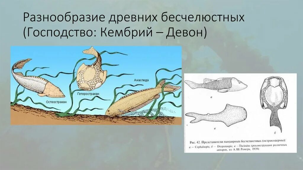 Древние бесчелюстные. Бесчелюстные рыбы Кембрий. Ароморфозы кембрия. Бесчелюстные рыбы Кембрийский.