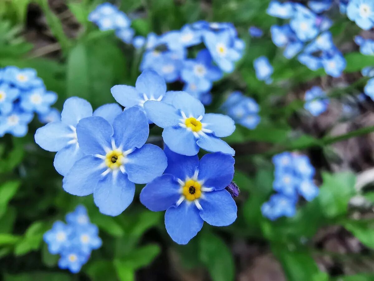 Называется незабудка. Незабудка Альпийская (Myosotis alpestris). Незабудка Чекановского. Незабудка Чекановского Myosotis czekanowskii. Первоцветы Незабудка.