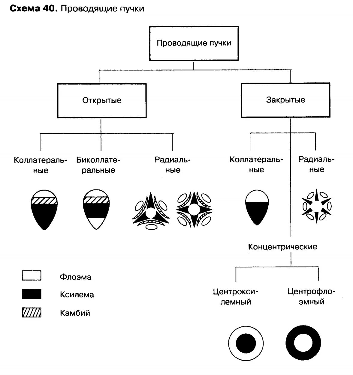 Проводящие пучки состоят из. Типы строения проводящих Пучков. Типы проводящих Пучков растений коллатеральный. Типы проводящих Пучков схема. Проводящие пучки типы проводящих Пучков.