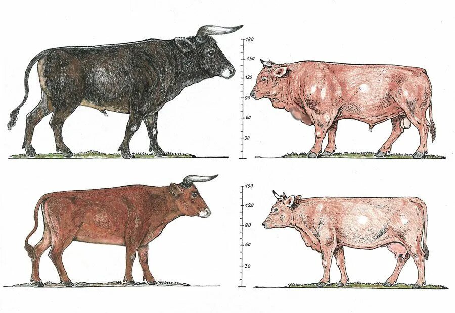 Human cattle