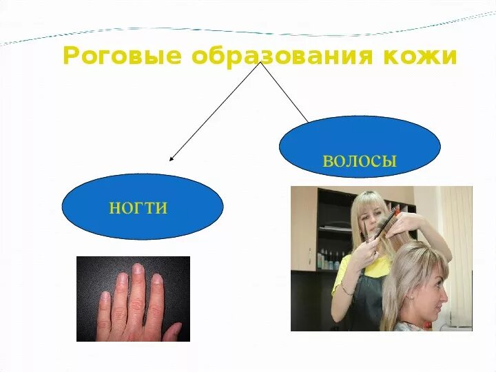 4 роговые образования кожи. Роговые образования кожи. ногти и волосы это роговые образования кожи. кожные роговые образования это у человека. перечислите роговые образования кожи.