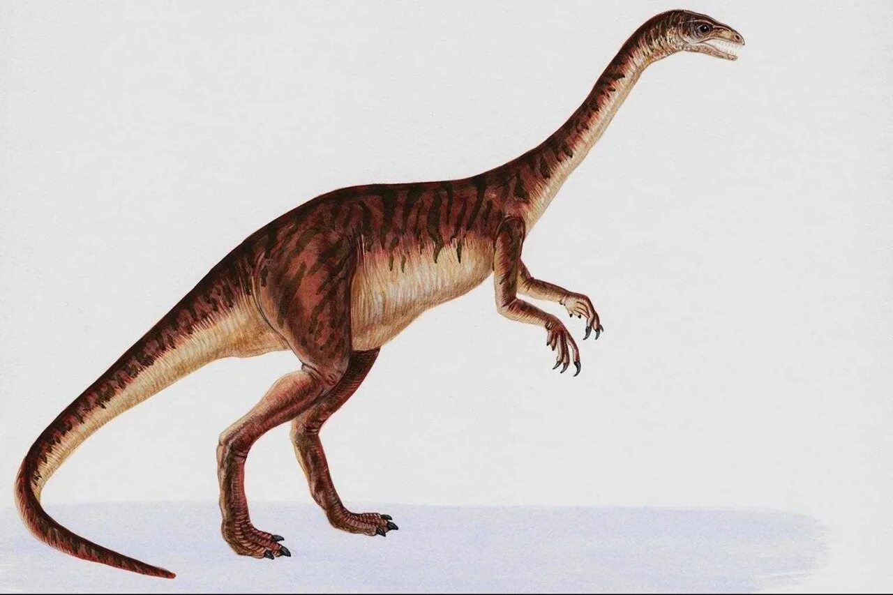 Анхизавр динозавр. Ставрикозавр Триасового периода. Платеозавр динозавр. Эораптор динозавр. Число динозавров
