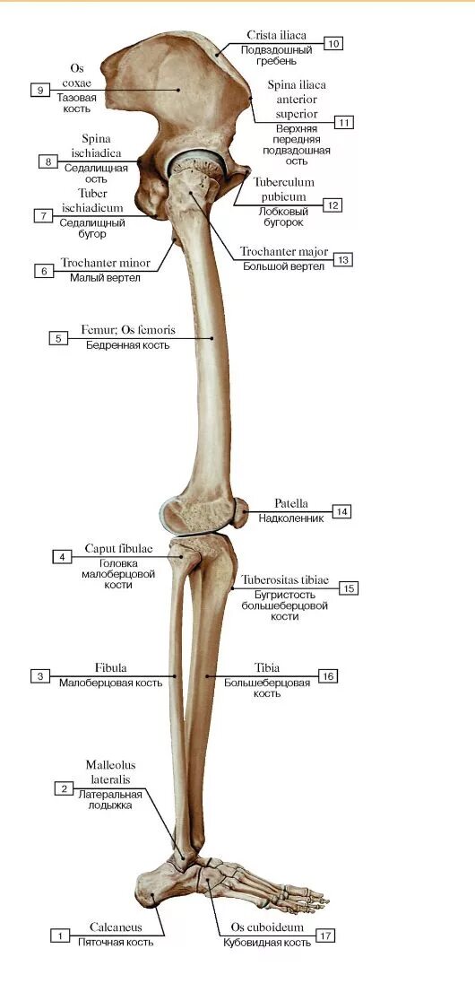 кости нижней конечности анатомия на латыни. таранная кость. мышцы голени передняя группа. ножка латынь. малоберцовая кость строение на латыни.