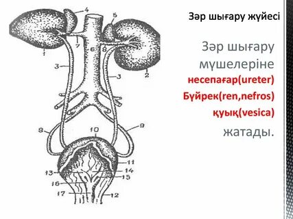 Ауылда қызыңмен жыныстық қатынасқа түсу