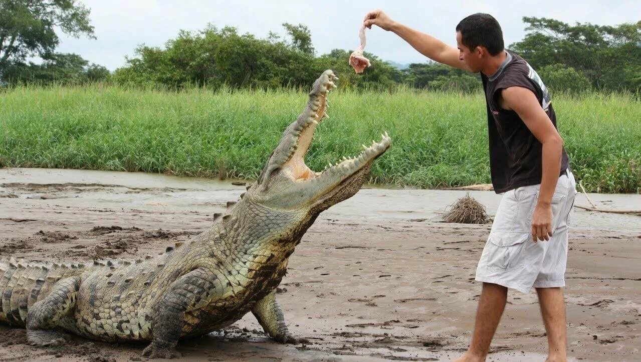 Крокодил Тимсах. Гребнистый крокодил и человек. Фотосессия с крокодилом. Я кормила крокодила навещала песня